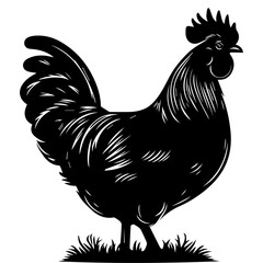 Australorp Chicken vector silhouette illustration black color