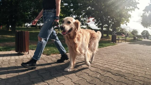 Girl Walking With A Golden Retriever Dog In The Park, Slow Motion