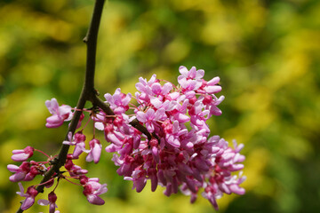 Close-up of purple spring blossom of Eastern Redbud, or Eastern Redbud Cercis canadensis in sunny day. Selective focus. Nature concept for design.