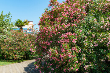 Fototapeta na wymiar Beautiful Pink Oleander flower (Nerium oleander). Blossom of Nerium oleander flowers tree. Pink flowers on shrub in city center of resort town Sochi. Toxic in all its part.