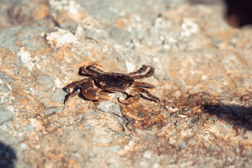 A small crab sits on a stone.