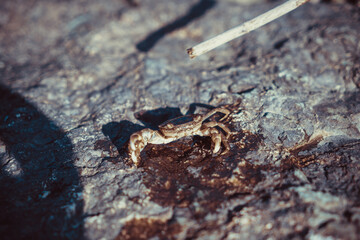 A small crab sits on a stone.