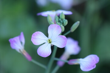 close up of a flower