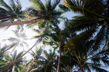 Fototapeta na wymiar Tropical coconut palm trees against the sky.