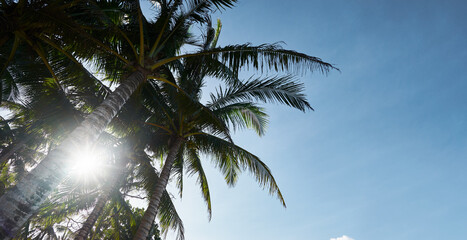 Tropical coconut palm trees against the sky.