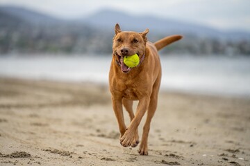 Vibrant Coastal Fun: Kelpie Chasing Tennis Ball on NSW Beach Park