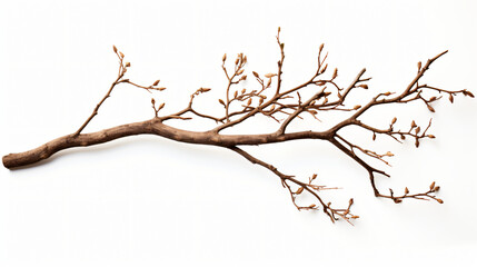 A branch isolated on a white background