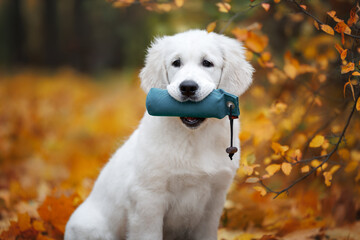 golden retriever puppy holding a dummy in mouth and posing outdoors in autumn