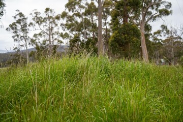 native grass pasture on a farm