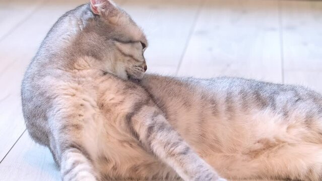 A gray cat licks its fur while lying on the parquet at home. Itching from fleas or shedding.