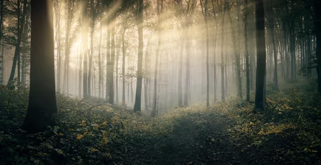 Fototapete Feenwald sun rays in fantasy forest landscape