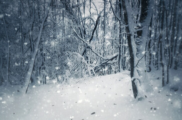 snow flakes falling in forest, fantasy winter landscape