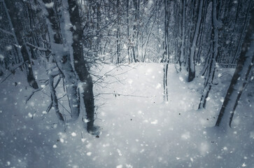 snowfall in dark woods, mysterious winter landscape