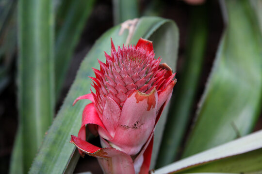 Red pineapple (Ananas comosus)  