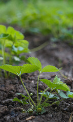 Strawberry bush and leaf