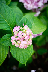 Pink hydrangea in the garden. Close-up.