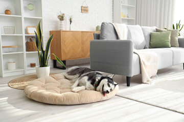 Cute Husky dog lying on pet bed in living room - obrazy, fototapety, plakaty