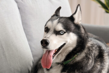 Cute Husky dog lying on sofa in living room