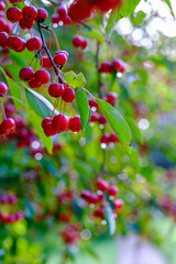 Crab Apple, Malus floribunda