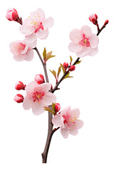 Naklejka na ściany i meble pink cherry blossom isolated