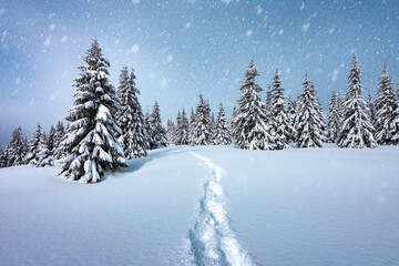 Snowy fir trees in a mountain clearing with a path traced through the snow in a winter scene. Winter landscape during snowstorm