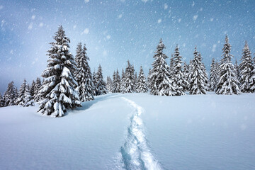Obraz premium Snowy fir trees in a mountain clearing with a path traced through the snow in a winter scene. Winter landscape during snowstorm