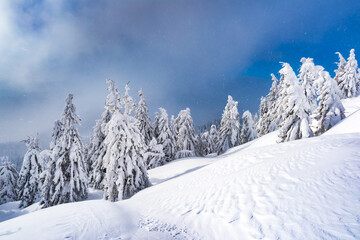 Mountainous winter vista adorned with snow-laden fir trees. Winter mountains landscape