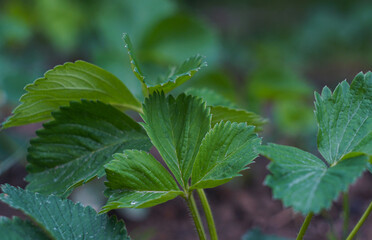 Strawberry bush and leaf
