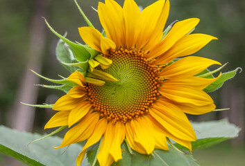 Mammoth Sunflower Wide