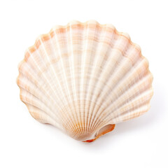 Scallop shell isolated on white background. Top view, close up