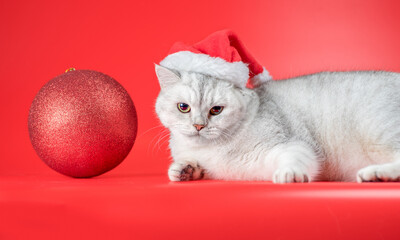 British shorthair cat in a Santa hat looks at a large New Year's ball on a red background