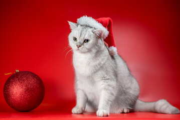 British shorthair cat in a Santa hat looks at a large New Year's ball on a red background