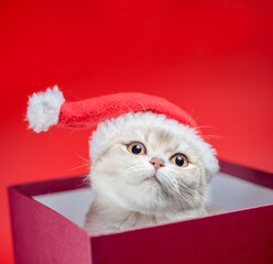 christmas british shorthair cat in santa hat in burgundy box on red background