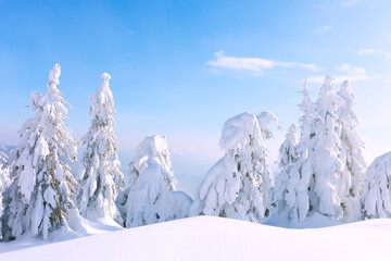 A wintery tableau featuring coniferous trees on a mountain glade draped in snow. Winter mountains...