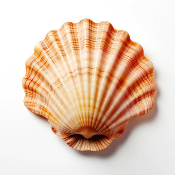 Scallop shell isolated on white background. Top view, close up