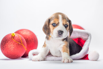 beagle puppy is sitting in a big Santa hat next to two Christmas balls on a white background
