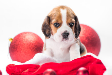 beagle puppy in Santa hat is sitting next to two Christmas balls on a white background
