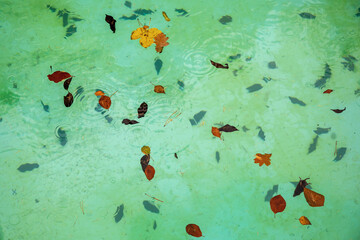 Many autumn color leaf and needle on surface and pool bottom in green.