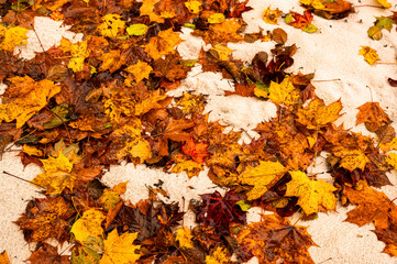 Colorful autumn leaf on wet sand.