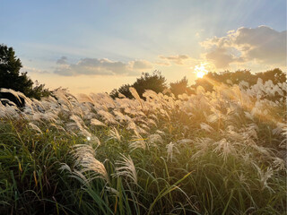 Beautiful natural panoramic Haneul Park in Seoul ,South Korea. Blooming wild high grass in nature...