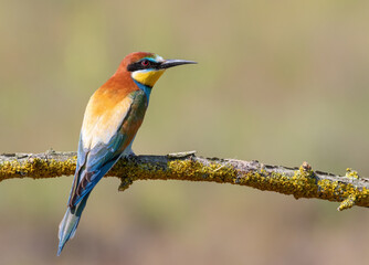 European bee-eater, merops apiaster. A bird sitting on a branch on a beautiful background