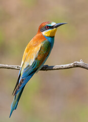 European bee-eater, merops apiaster. A bird sits on a branch on a smooth background