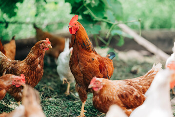 Chiken on the farm. Happy animals at home farming organic culture. Natural living lifestyle animal bird