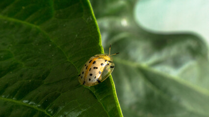 an eye-catching and cute golden ladybug, sitting on a leaf