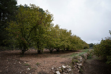 Earthen Bank with a Row of Hazelnut Trees on a Cloudy and Humid Day