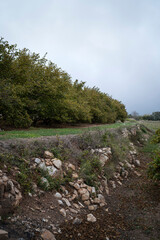 Earthen Bank with a Row of Hazelnut Trees on a Cloudy and Humid Day