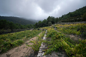 Vineyard in the Countryside with Forest and Mountains in the Background on a Cloudy Day