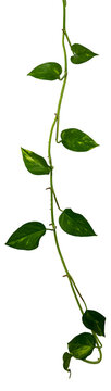Vine / Climbing plant - green leaves of hanging Epipremnum aureum / Araceae bush isolated on transparent a background - nature - forest - tropical jungle element - video compositing footage