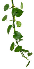 Vine / Climbing plant - green leaves of hanging Epipremnum aureum / Araceae bush isolated on...