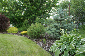 Flower Bed in the garden. Various deciduous plants, trees, spruce and lawn. Mulching flower beds...